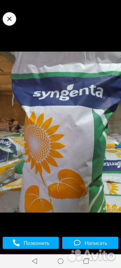 Семена подсолнечника сузука