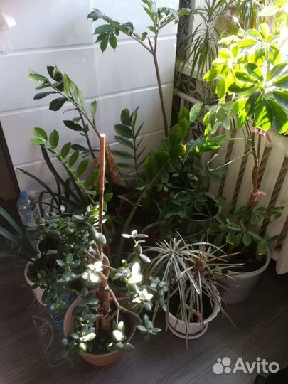 Комнатные растения