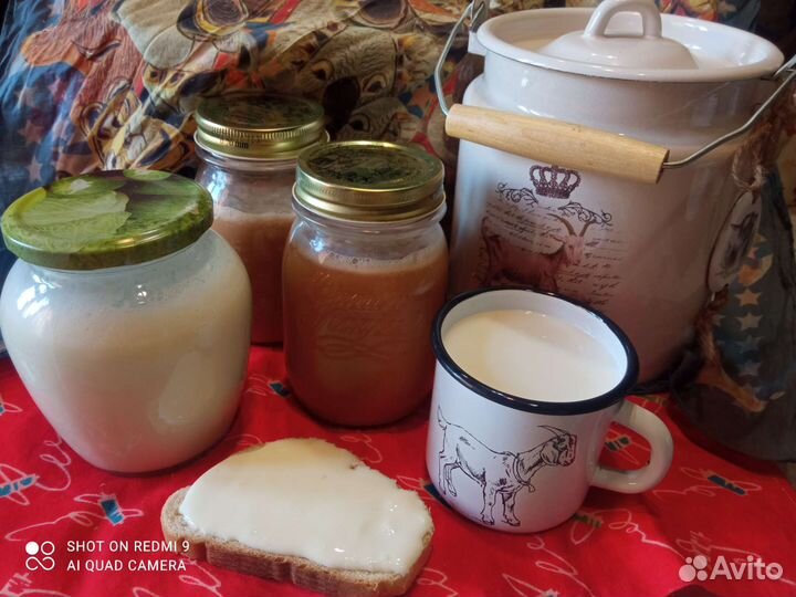 Молоко сыр сгущенка творог яйцо коза доставка