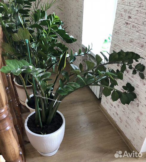 Замиокулькас долларовое дерево