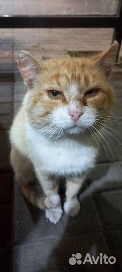 Давайте найдем дом коту