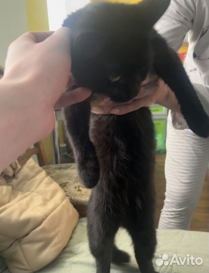 Кошка бесплатно