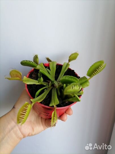 Дионея и другие насекомоядные