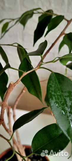 Фикус бенджамина