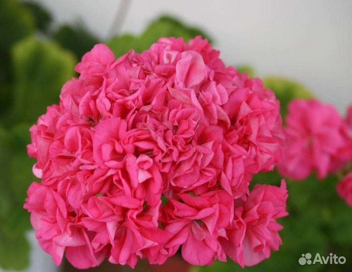 Пеларгония Odensio Simfonia