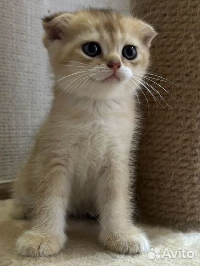 Британские котята