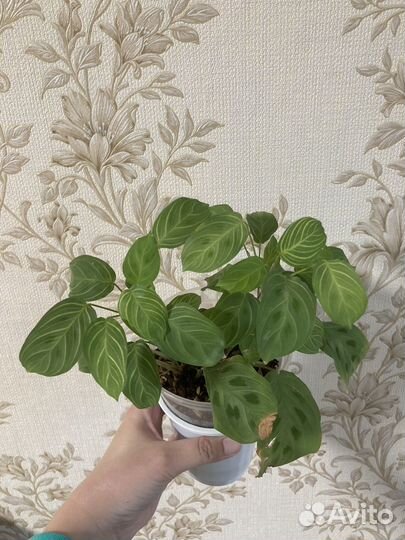 Маранта фэнтэзи и маранта керховена