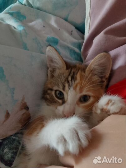 Кошечка в добрые руки