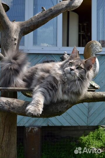 Котята мейн-кун