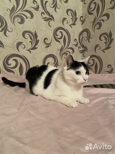 Кошки в добрые руки