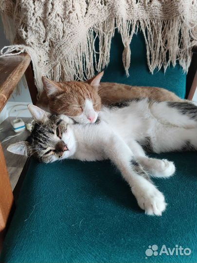 Котики парой