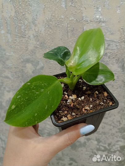 Филодендрон White Wizard