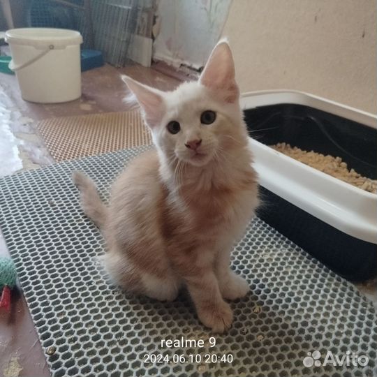 Котята мейн-кун