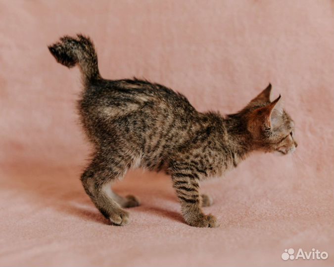 Рыся котенок кошка в дар