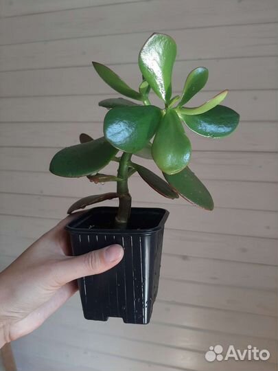 Толстянка (денежное дерево) крассула