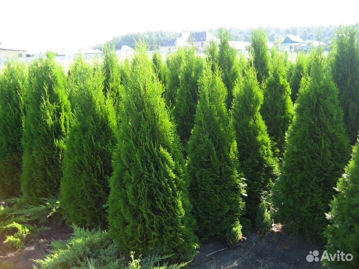 Туя Смарагд