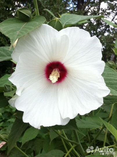 Семена гибискуса травинистого смесь цветов, 2р