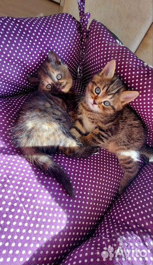 Кошка в дар