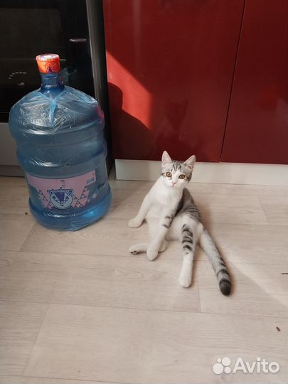 Котёнок