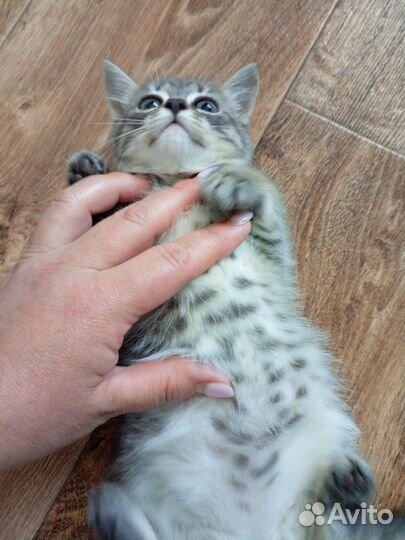 Британские котята