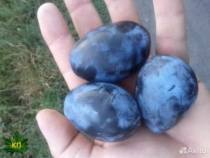 Слива Стенлей