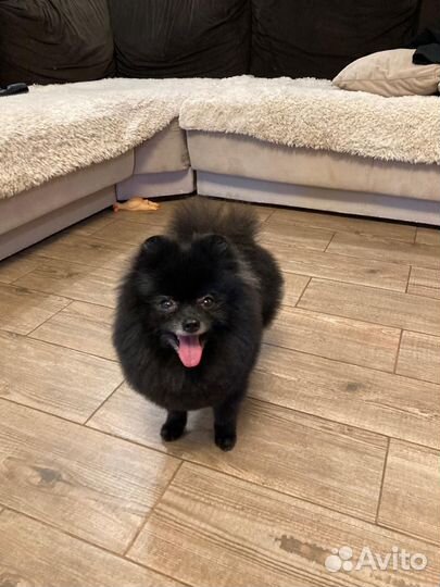 Случка померанский шпиц