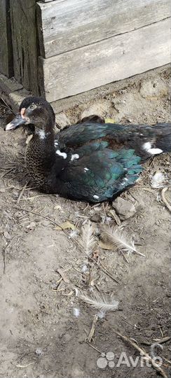 Мускусные утки