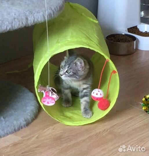 Мраморный котенок (мальчуган)