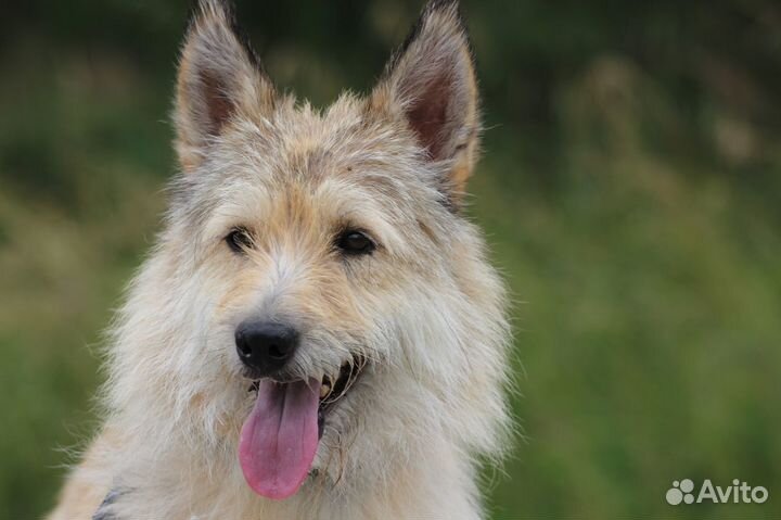 Собака Пчёлка