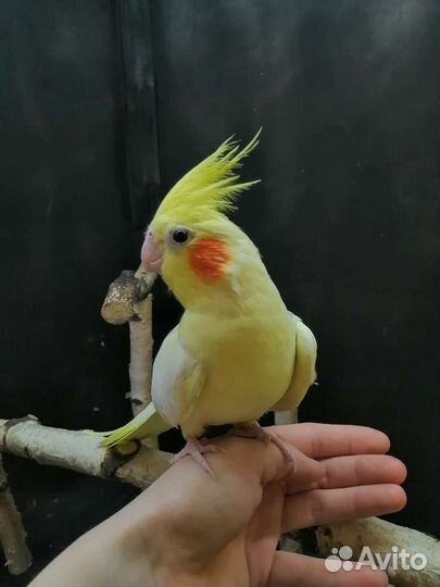 Попугай кореллы.монахи,ожереловые.(малыши) ручные