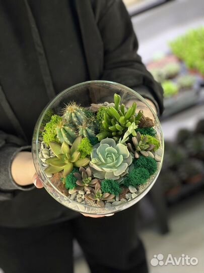 Флорариум подарок цветы