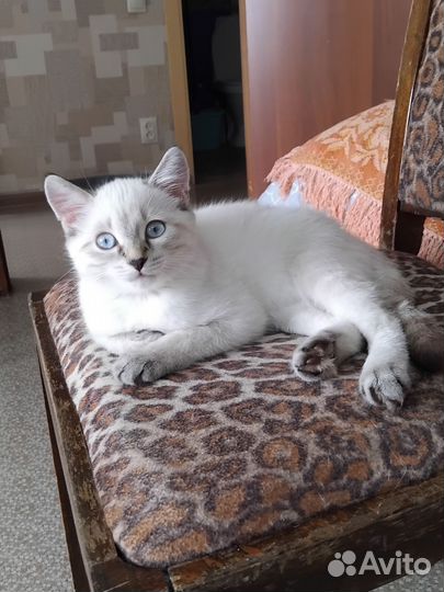 Котенок девочка в Добрые руки