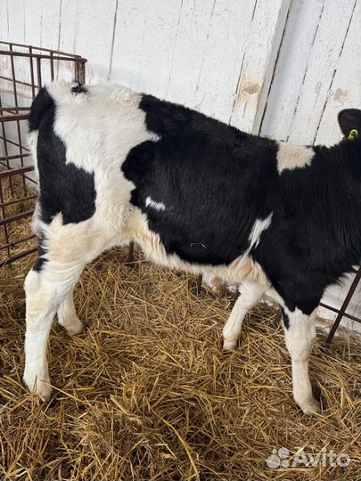 К Телята на откорм и племя