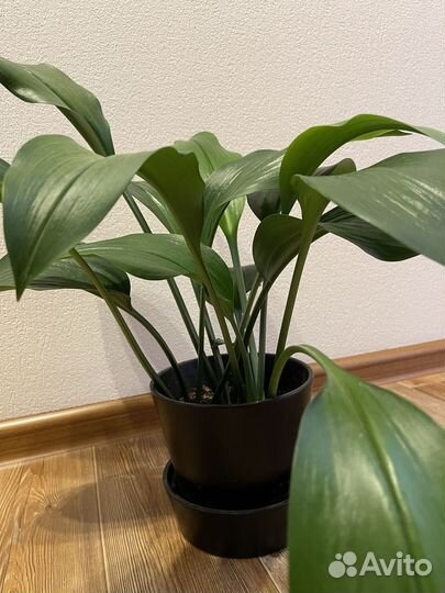 Эухарис амазонская лилия