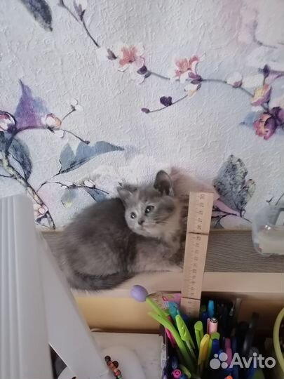 Котята