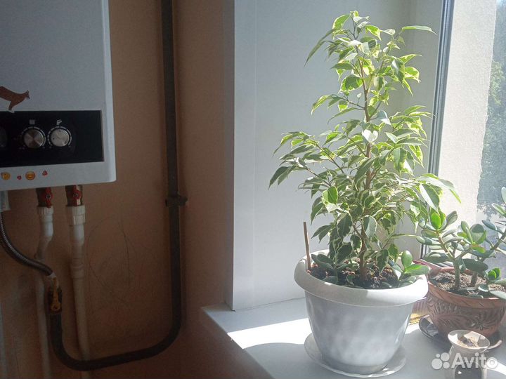 Фикус бенджамина пестролистный