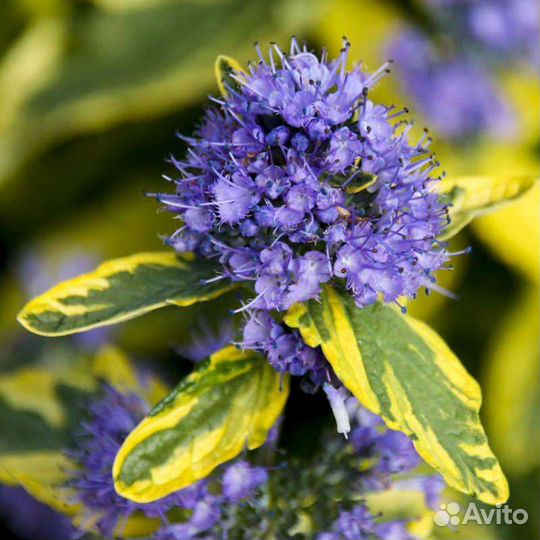 Кариоптерис