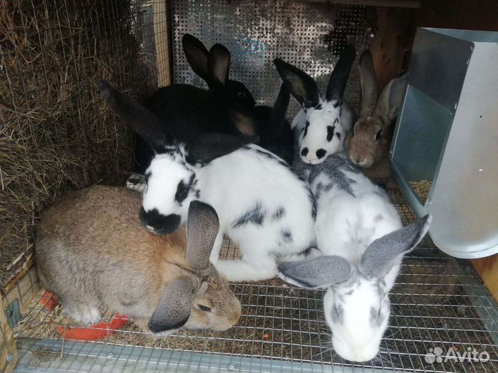 Кролики мясных пород