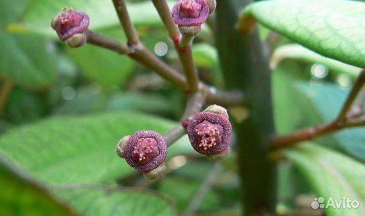 Синадениум (молочай) Гранта. Дерево любви