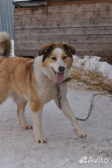 Собака Душа