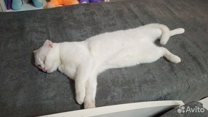 Отдаю котов
