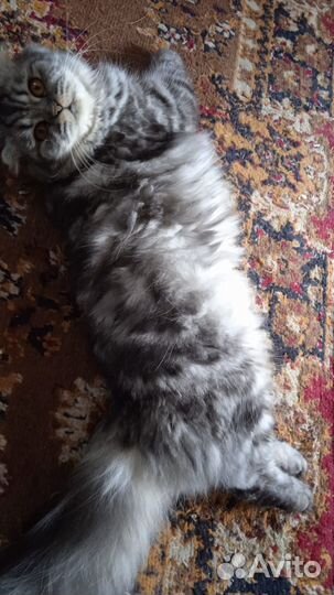 Кошачья шерсть