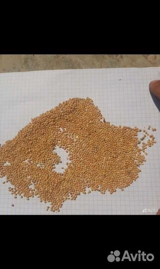 Просо желтое