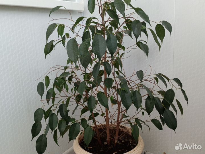 Бенджамина