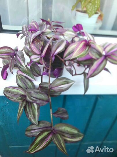 Традесканция