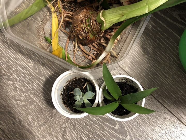 Каланхоэ цветущий