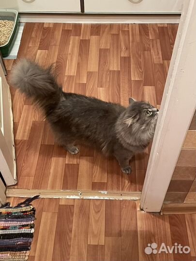 Отдается котик в добрые руки