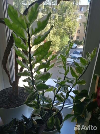 Педилантус