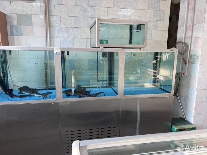 Аквариум для магазина