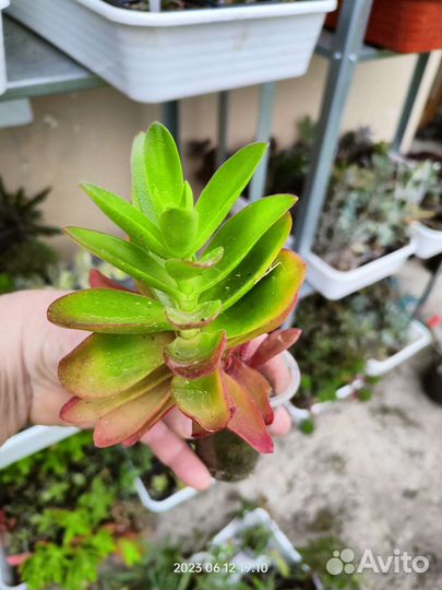 Суккуленты